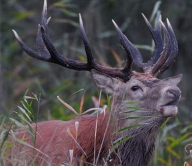 Individual Red Stag Hunting Rut in September