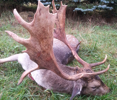 Fallow Deer Hunts in Poland