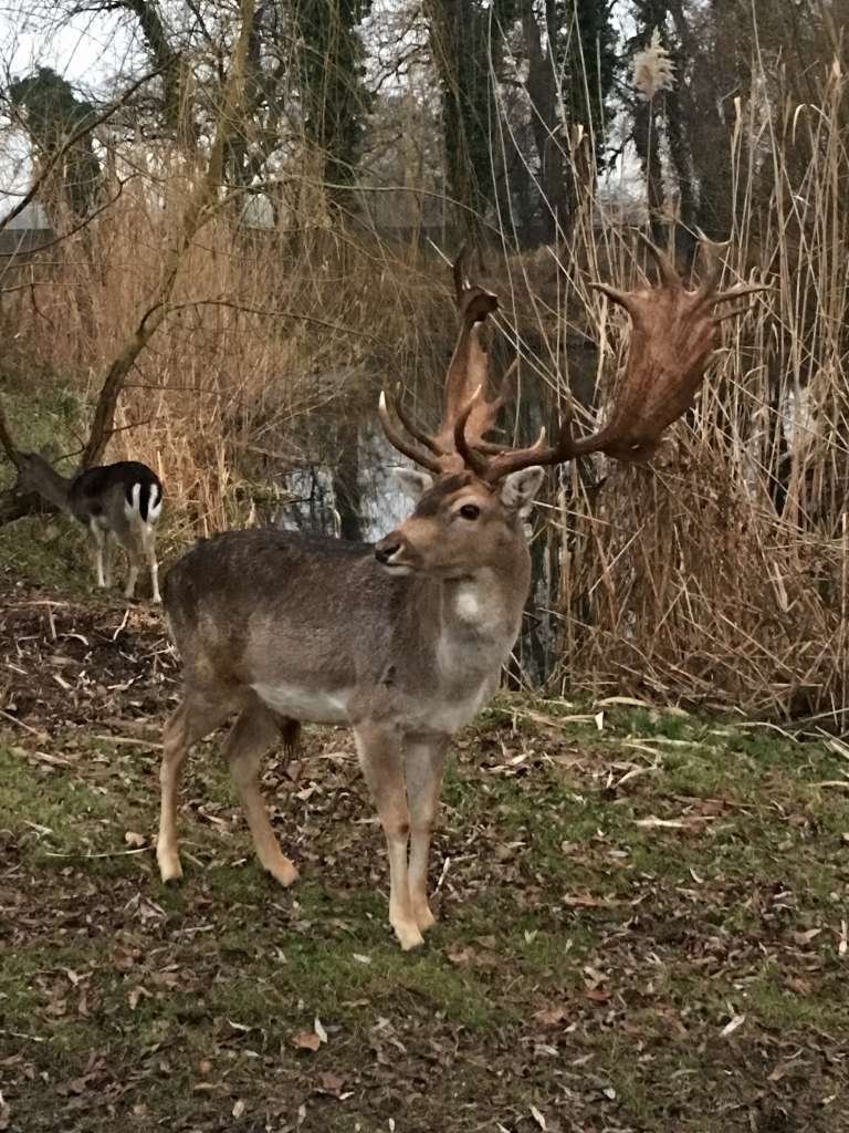 fallow-deer-gold-medal-trophy-ultimate-hunting